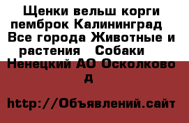 Щенки вельш корги пемброк Калининград - Все города Животные и растения » Собаки   . Ненецкий АО,Осколково д.